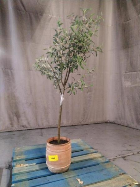 Fake Plant - Est Retail $70