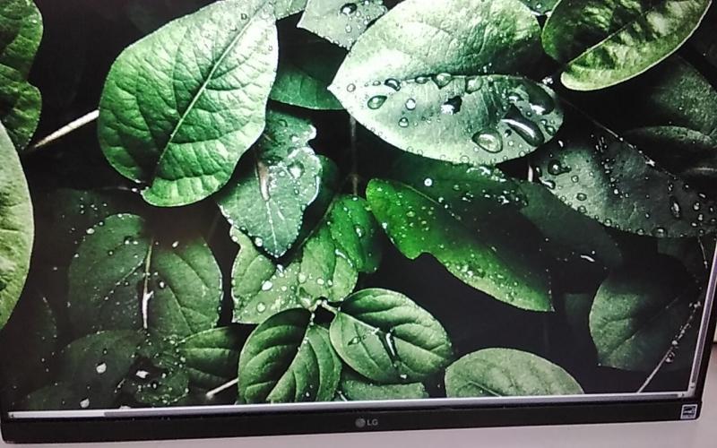 LG 24" Monitor 1920X1080 16:9 IPS HDMI DP - MSRP $186