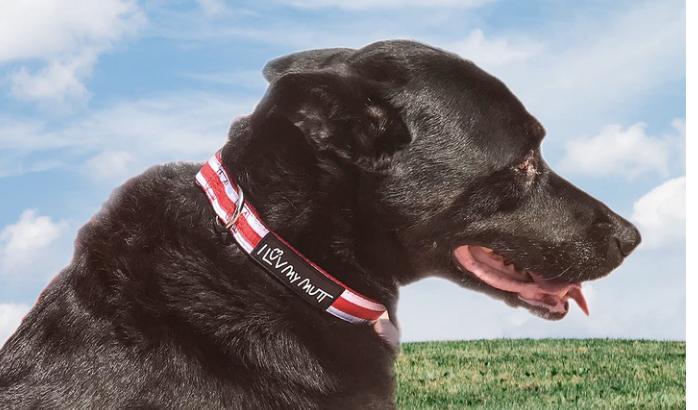 New Assortment Pet Products,Travel Bowls & Collars- MSRP $114,812